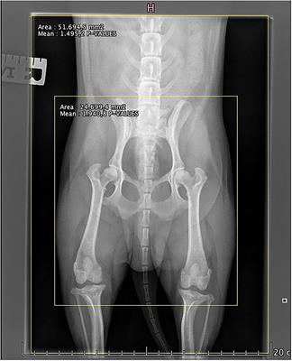 Collimation and Exposure Parameter Influence Image Quality and Potential Radiation Dose to the Eye Lens of Personnel in Computed Radiography of the Canine Pelvis